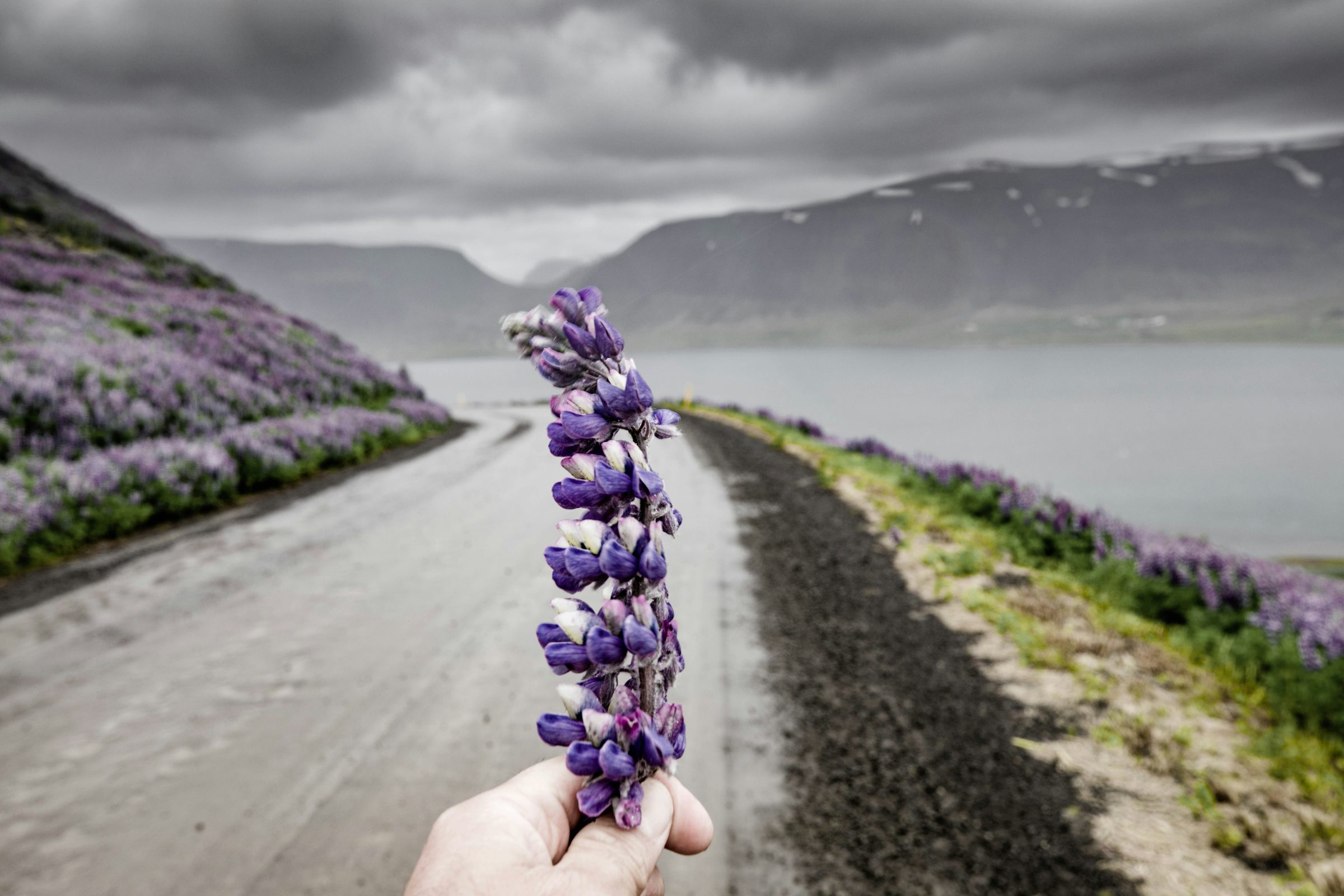 Western Iceland landscape fjords